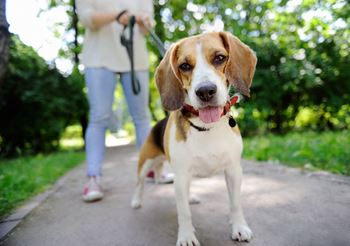 Beagle on walk